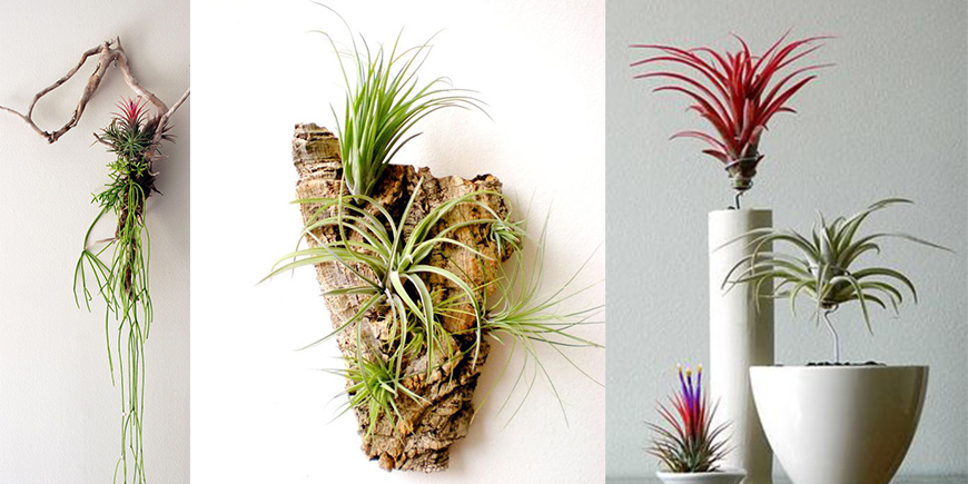 Doğa’nın Özgür Bitkisi Air Plant (Hava Bitkisi)