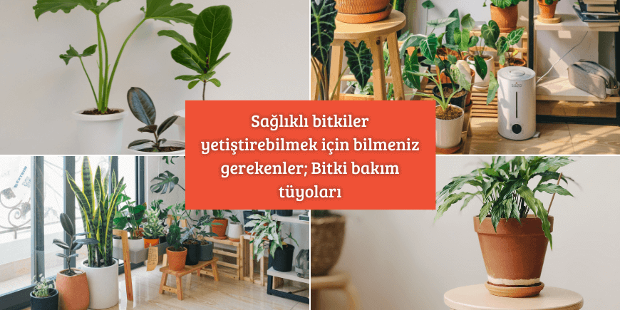 Sağlıklı bitkiler yetiştirebilmek için bilmeniz gerekenler; Bitki bakım tüyoları